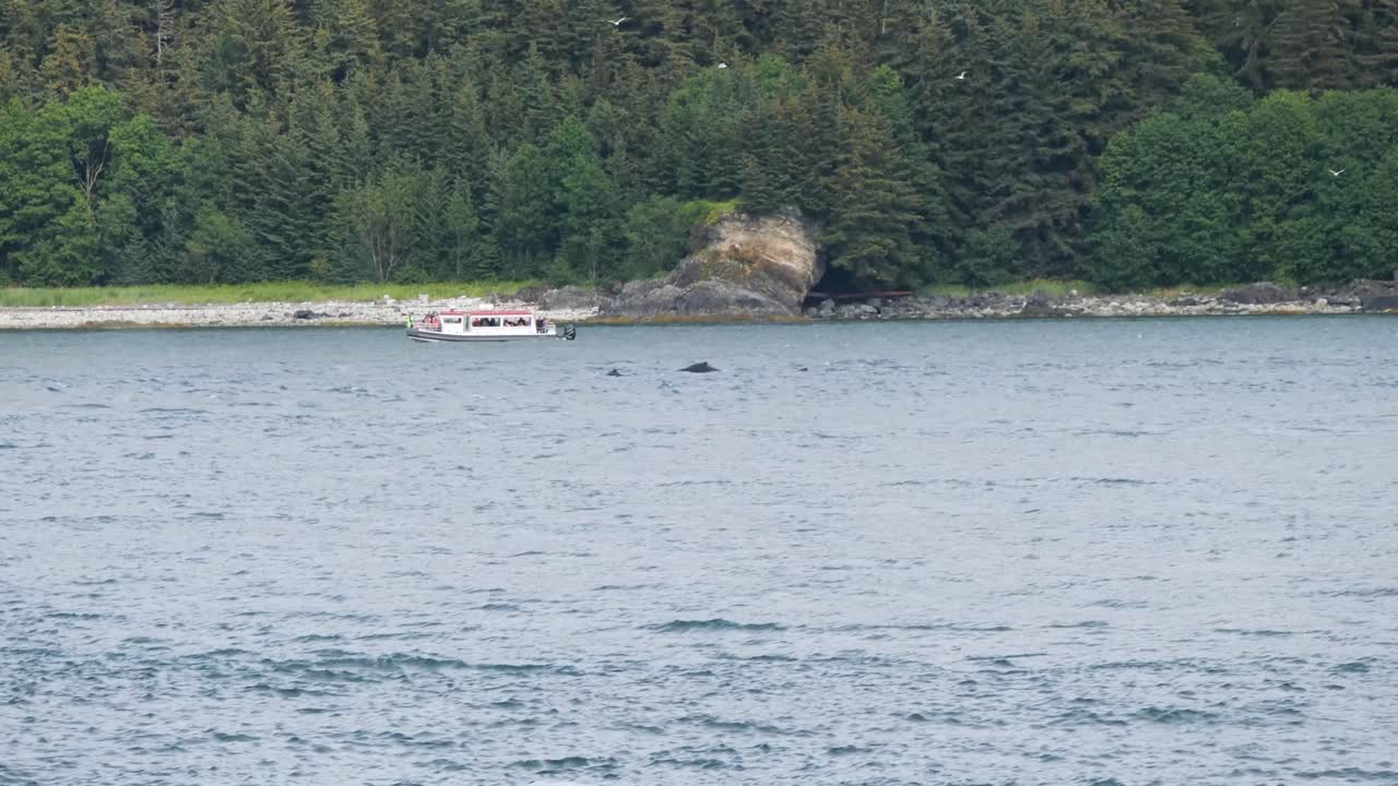 Whale Watching in Juneau, Alaska. Humpback whales swimming