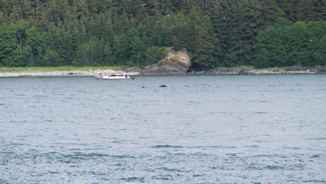 whale watching in juneau, alaska. humpback whales swimming