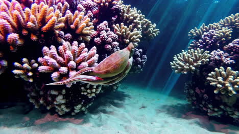 octopus in a coral reef