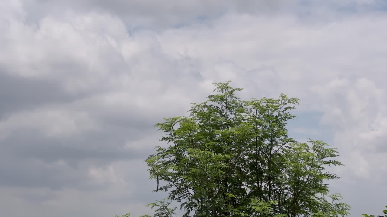 모링가 나무 위로 이동하는 구름의 시간 흐름