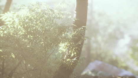 Rays-of-the-sun-through-palm-leaves