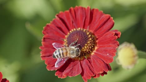 Close-up-view-of-a-bee-pollinating-a-flower-and-eating-nectar