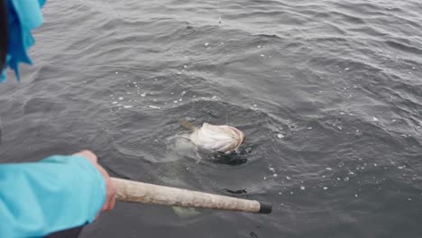 Mann-Mit-Einem-Trophäenfisch,-Der-Auf-Dem-Boot-Im-Offenen-Meer-In-Norwegen-Gefangen-Wurde---Hochwinkelaufnahme,-Nahaufnahme