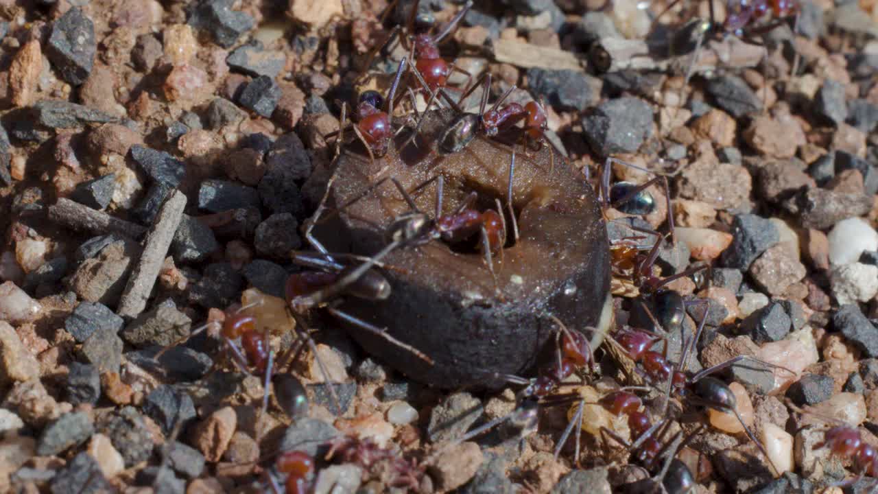 Bull ants gather and feed on food near nest entrance, natural daylight, static close-up shot