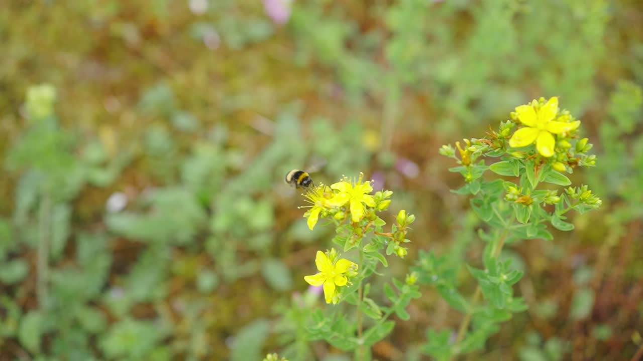 버프 꼬리 땅벌은 노란색 tutsan 꽃에서 꿀을 빠는, 핸드헬드, 클로즈업, 일