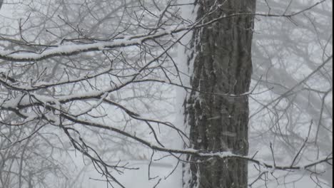 heavy snow falls sticking to trees