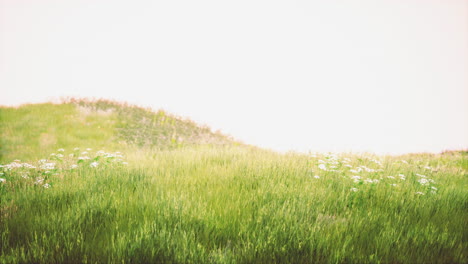 Green-meadow-under-blue-sky