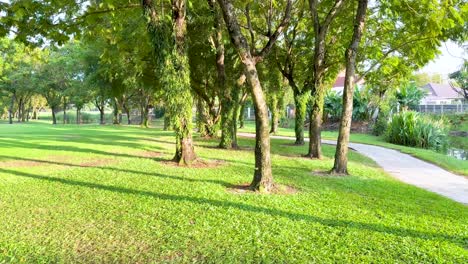 trees and pathway in a tranquil park setting