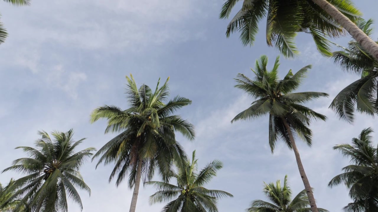 Ripresa in ultra slow motion di palme da cocco davanti a un cielo blu con la telecamera che si inclina verso l'alto