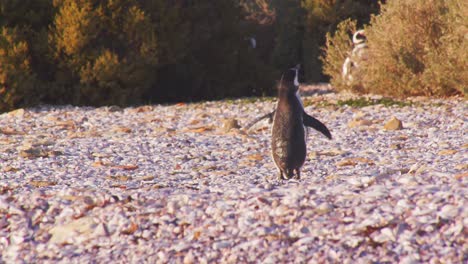 el pingüino de magallanes de pie en la playa de arena con la espalda sacudiendo su cola gruesa y agitando las alas