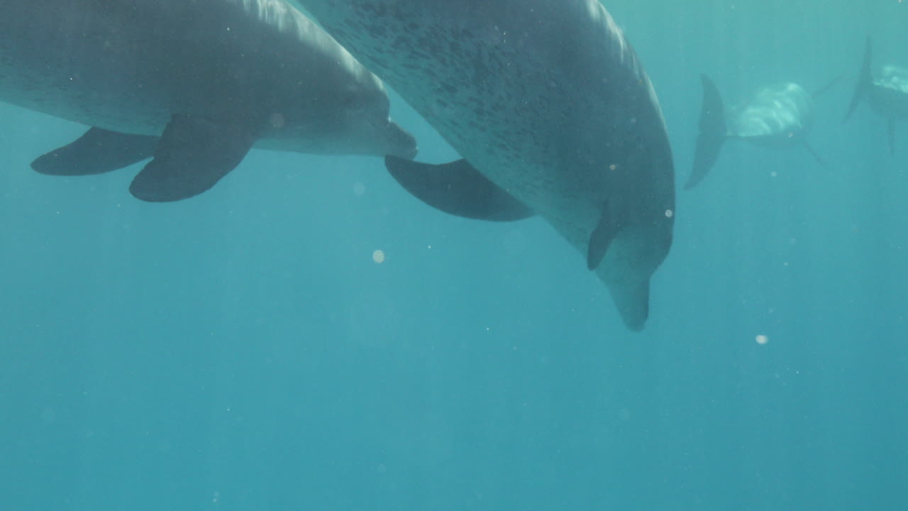 이집트 홍해의 산호초에서 함께 수영하는 돌고래 4k