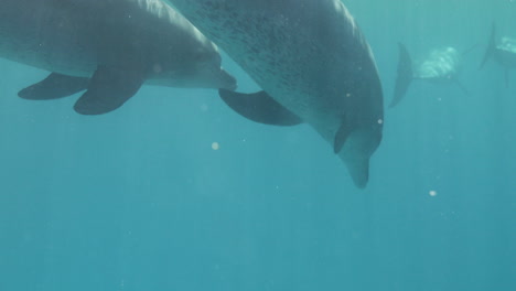 Dolphins-Swimming-together-in-The-Coral-Reef-of-The-Red-Sea-of-Egypt-4K