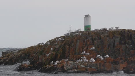 seagull lands on rocks during storm on lake superior