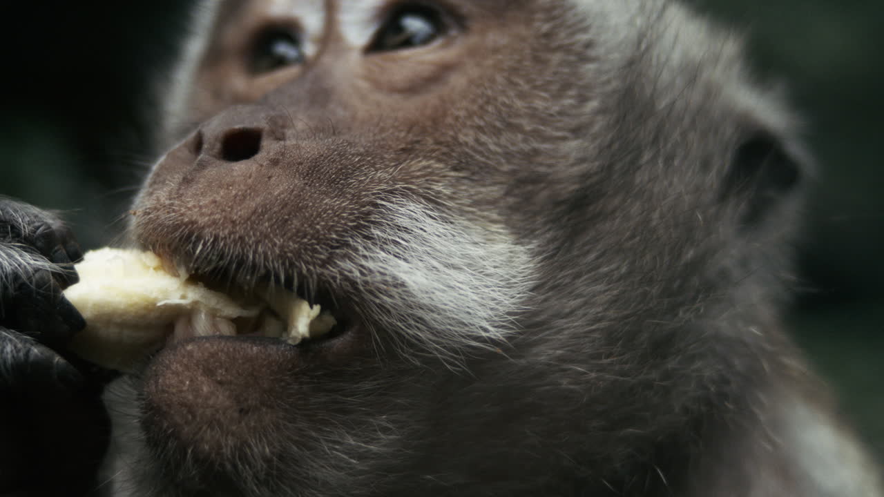 Monkey chewing in slow motion close up, Indonesia wildlife