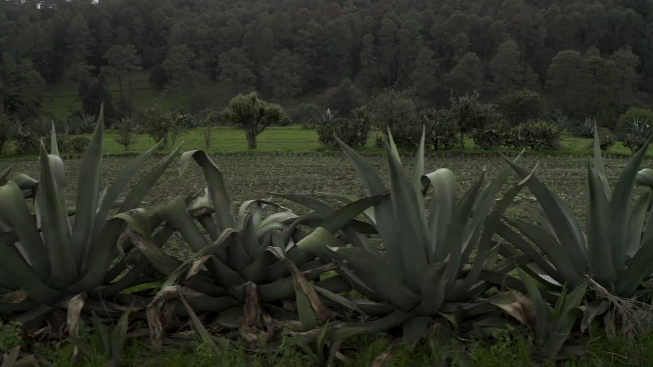 Rows of Agave Succulent Plants on Natural Farm in Mexico, Aerial