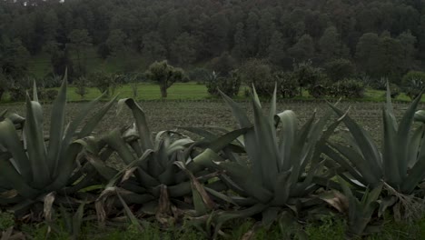 rows of agave succulent plants on natural farm in mexico, aerial