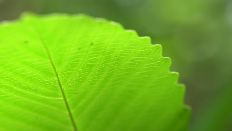 Close-up-picture-of-leaf-in-unknown-tree