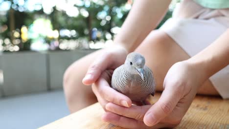 manos sosteniendo tiernamente a un pájaro joven.