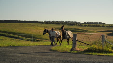 man walking two horses up path during golden hour