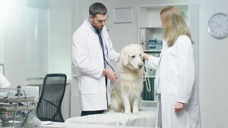 in veterinary clinic. vet and his assistant examine the dog with stethoscope.