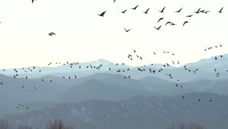 bandada de gansos volando sobre un fondo de montañas