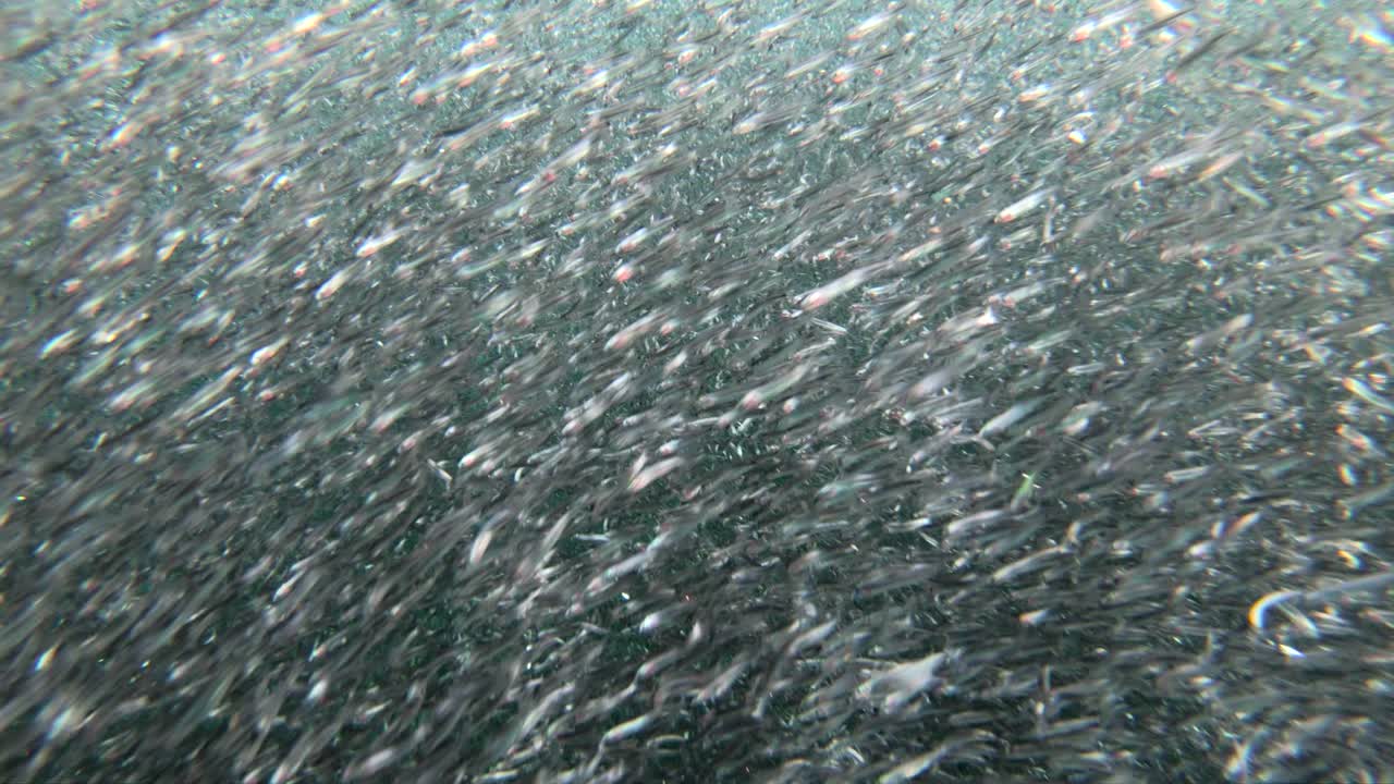 사이키델릭 패턴의 거대한 멸치 미끼 공의 수중 영상 3