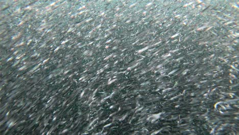 Underwater-footage-of-a-huge-bait-ball-of-anchovies-in-psychedelic-patterns-3