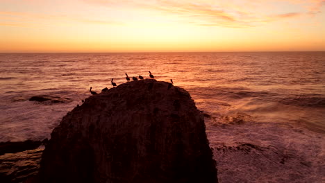 Pelicans on round coastal boulder with crashing waves backlit by golden sunset