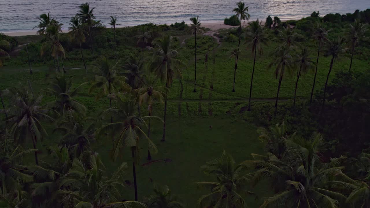 bosque de palmeras en la orilla de la playa de marosi en sumba indonesia, desde el aire