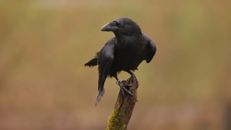 raven on a branch