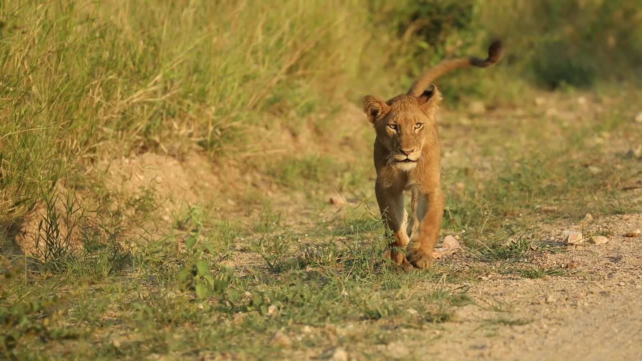 brede opname van een schattige leeuwenwelp die in prachtig ochtendlicht naar de camera loopt, grotere kruger