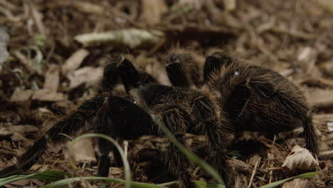 tarantula spider walking through forest floor - side profile - creepy