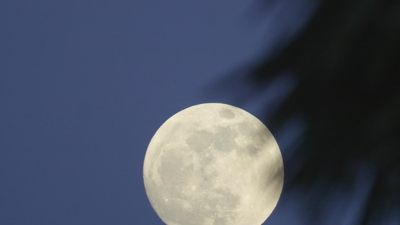 Timelapse de uma lua cheia cruzando o céu noturno, com folhas de palmeira desfocadas em primeiro plano criando uma moldura tropical e sensação de movimento.