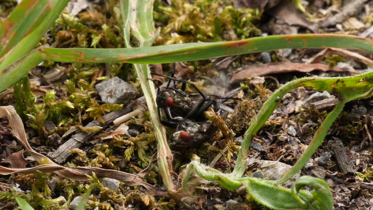 숲 속의 흙바닥에 짝짓기하는 파리 두 마리의 매크로 샷