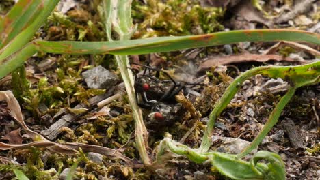 Macro-shot-of-two-mating-flies-on-a-earthy-ground-in-a-forest