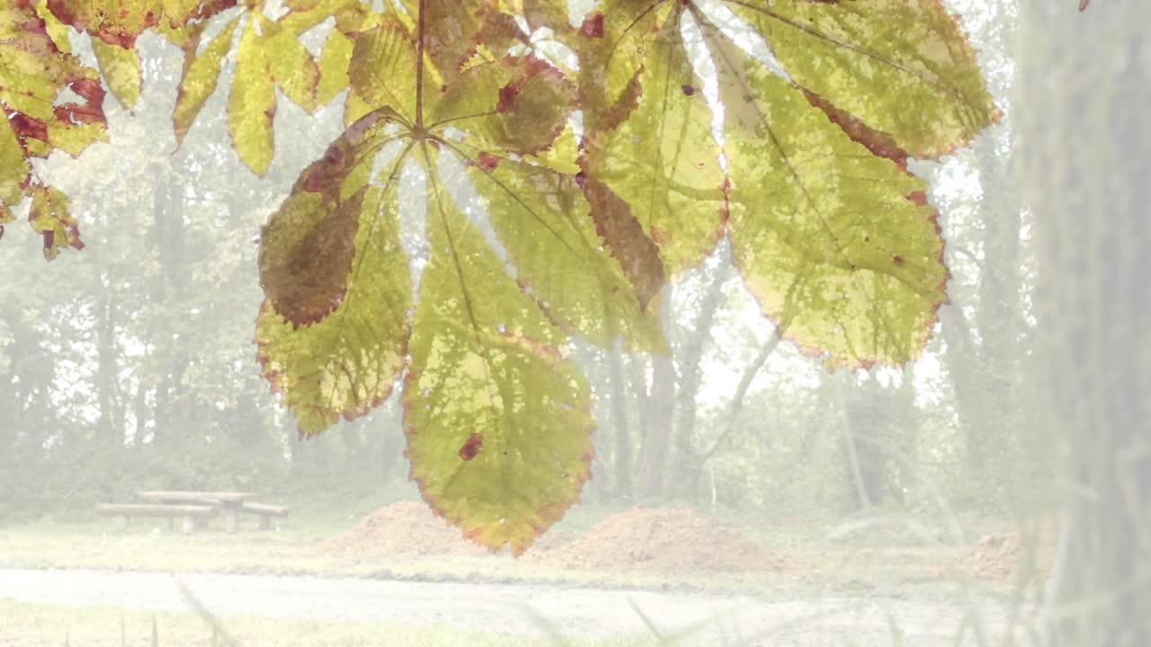 Sunlight filtering through autumn leaves in park with blurred background