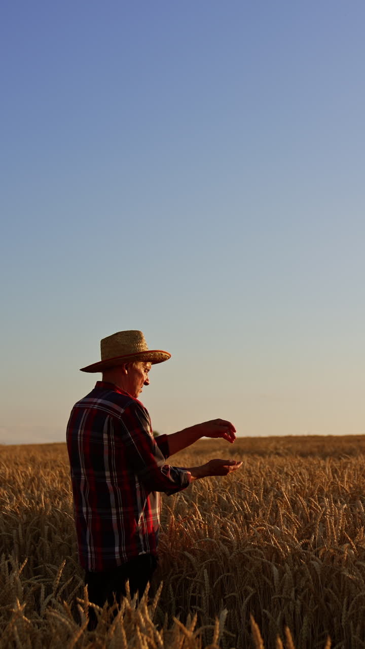 Elderly man in the field of wheat pouring grain from hand to hand. Skilled farmer checks the corn ripeness. Sunset at backdrop. Vertical video