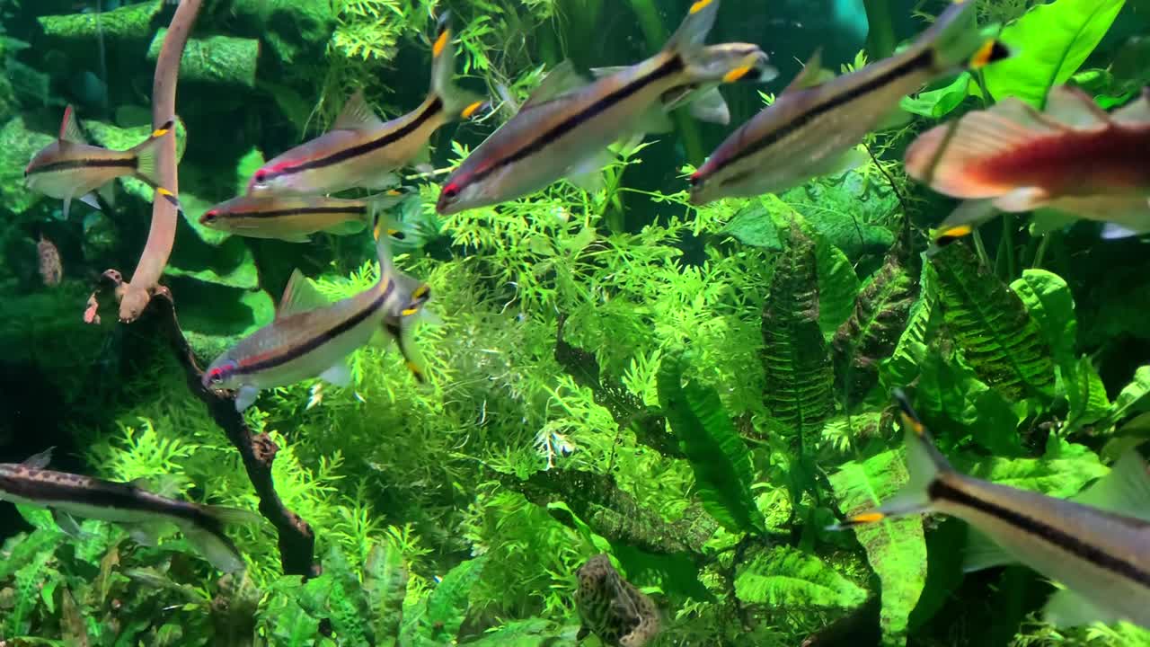 아름다운 물고기가 투명한 물에서 수영합니다.