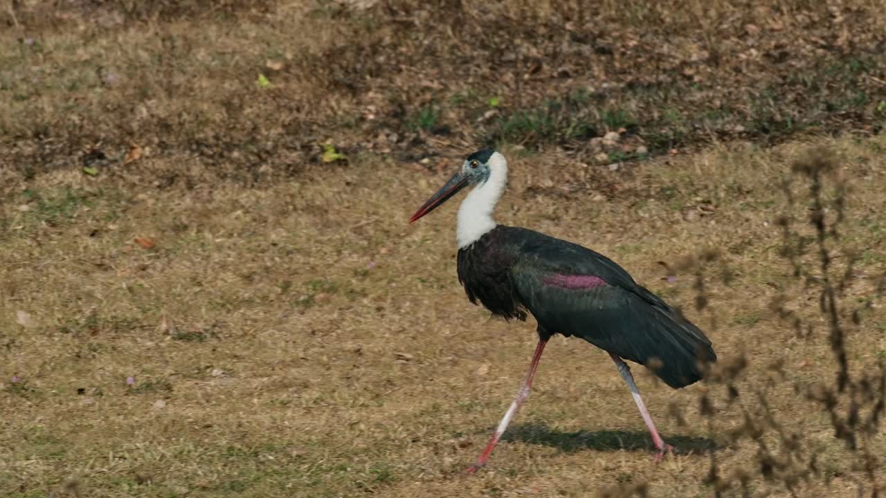caminando apresuradamente hacia la izquierda y luego sacudiendo sus plumas durante una tarde de verano muy calurosa, la cigüeña asiática de cuello lanudo ciconia episcopus, casi amenazada, tailandia