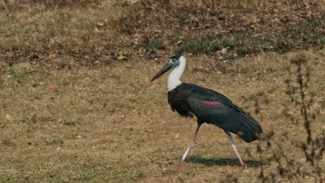 Walking-in-a-hurry-towards-the-left-then-shakes-its-feathers-during-a-very-hot-summer-afternoon,-Asian-Woolly-necked-Stork-Ciconia-episcopus,-Near-Threatened,-Thailand