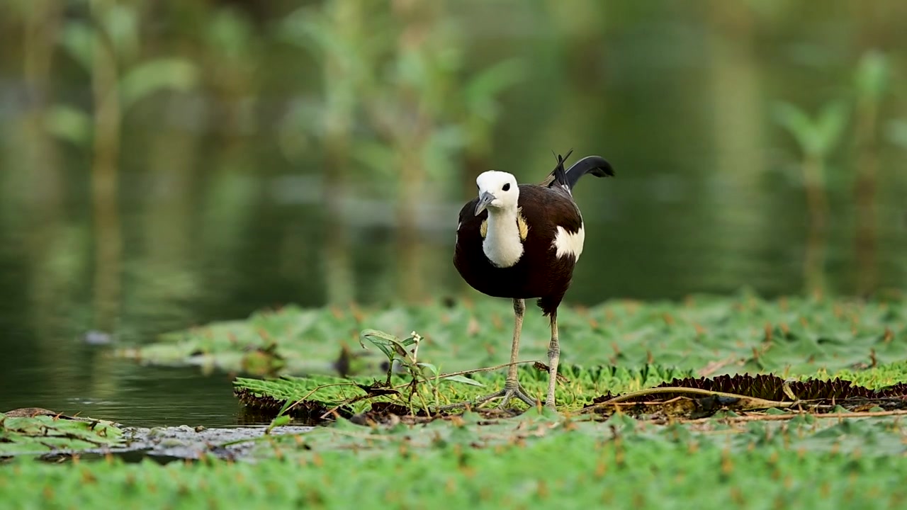 Splendide riprese della fauna selvatica catturano una Jacana dalla coda di fagiano che cerca insetti tra la vegetazione acquatica galleggiante.