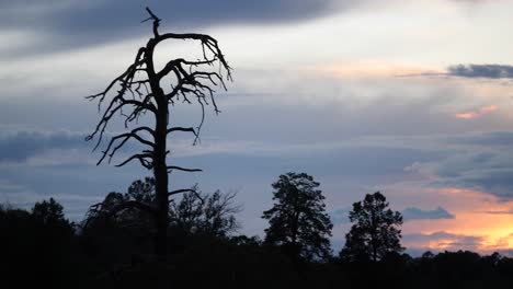 golden clouds with dead tree trunks silhouetted against the sky