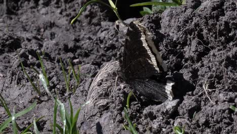 cerca de una mariposa marrón moviendo sus alas en la suciedad en cámara lenta