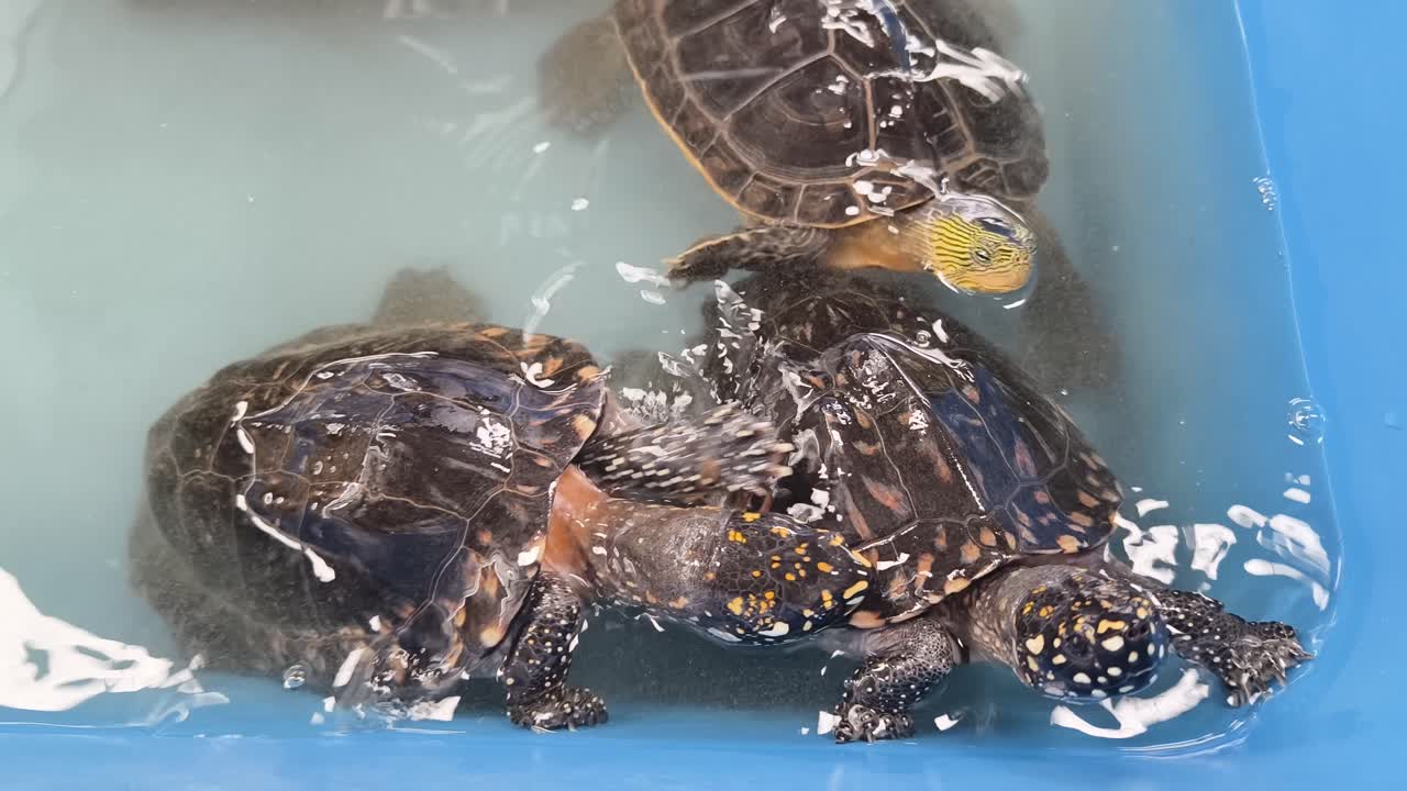 Two turtles in a water container