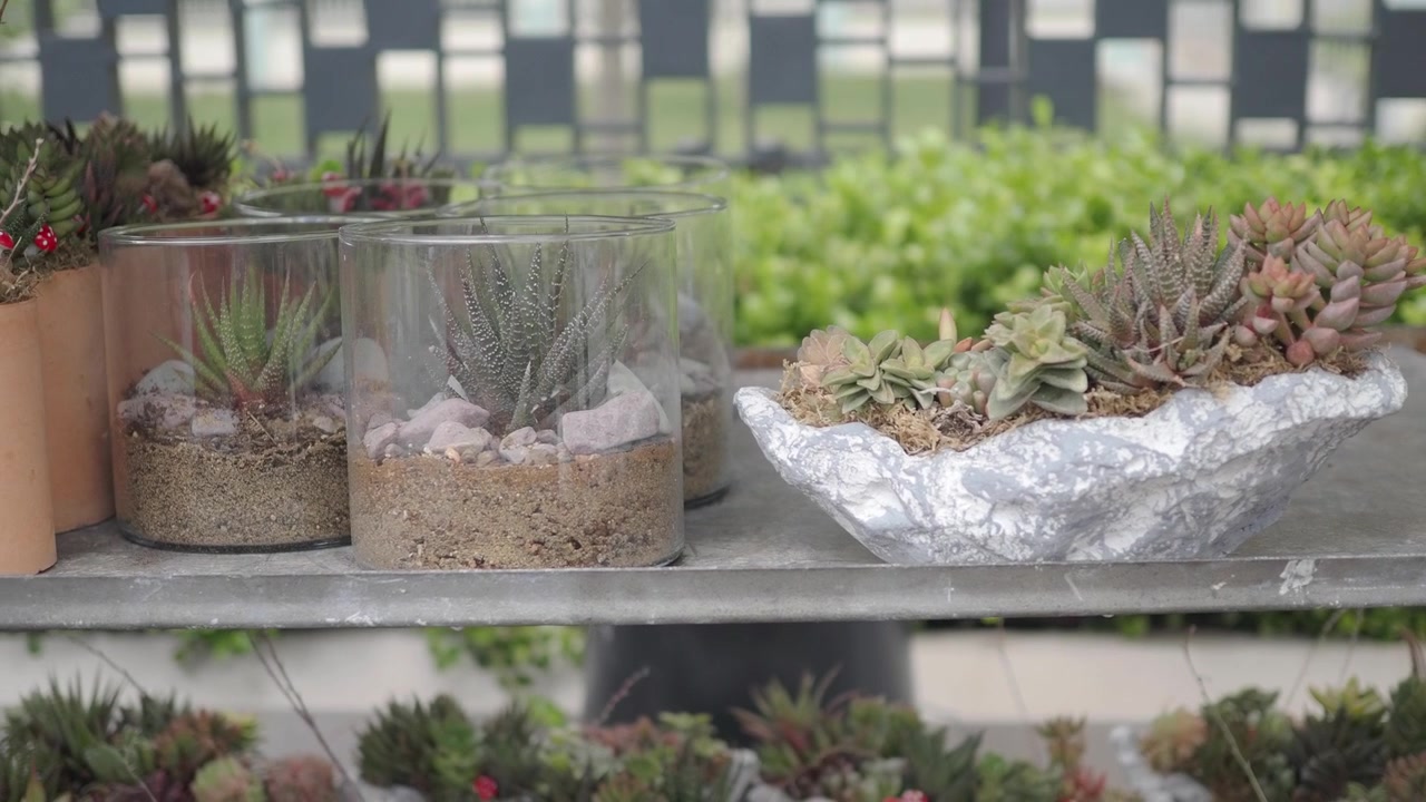 金属製の棚に飾られた様々な多肉植物とテラリウム