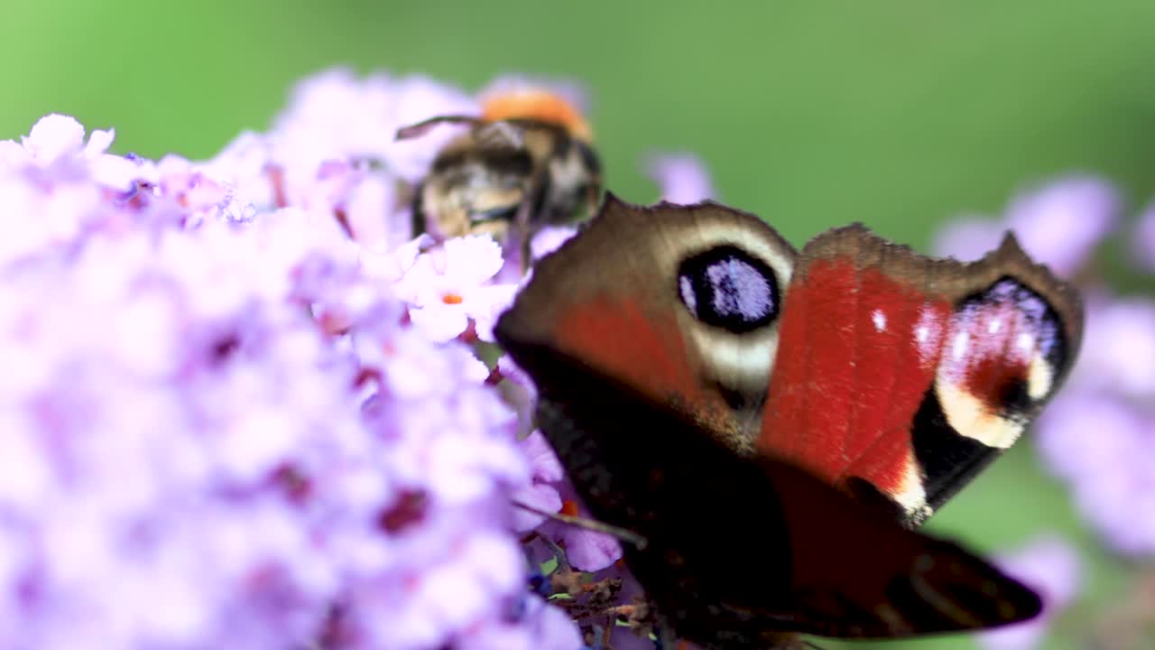 atractivos colores vibrantes y ojos típicos como dibujar en alas de mariposa de pavo real europea de colores vibrantes que se alimentan de una flor contra un follaje natural verde fuera de foco detrás