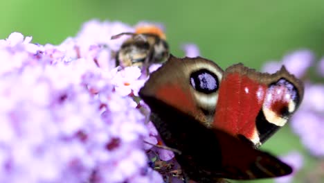 Appealing-vibrant-colors-and-typical-eye-like-drawing-on-wings-of-vibrant-colorful-European-peacock-butterfly-feeding-on-a-flower-against-a-green-natural-foliage-out-of-focus-behind