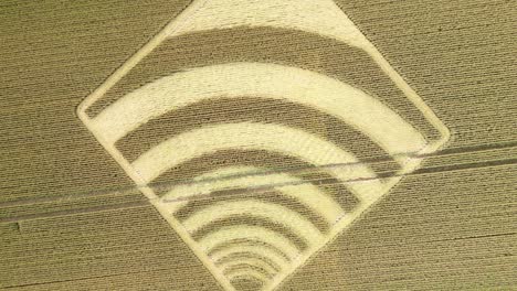 Aerial-view-rising-over-WIFI-wave-crop-square-on-Micheldever-wheat-field-farmland,-Hampshire-2023