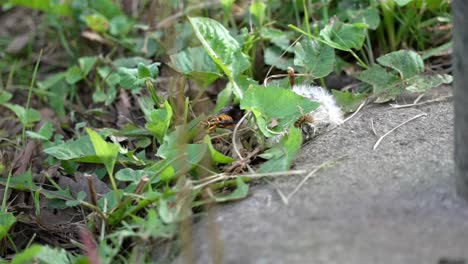 Slow-motion-view-closeup-of-wasp-crawling-across-grass-and-weedy-vegetation-on-ground