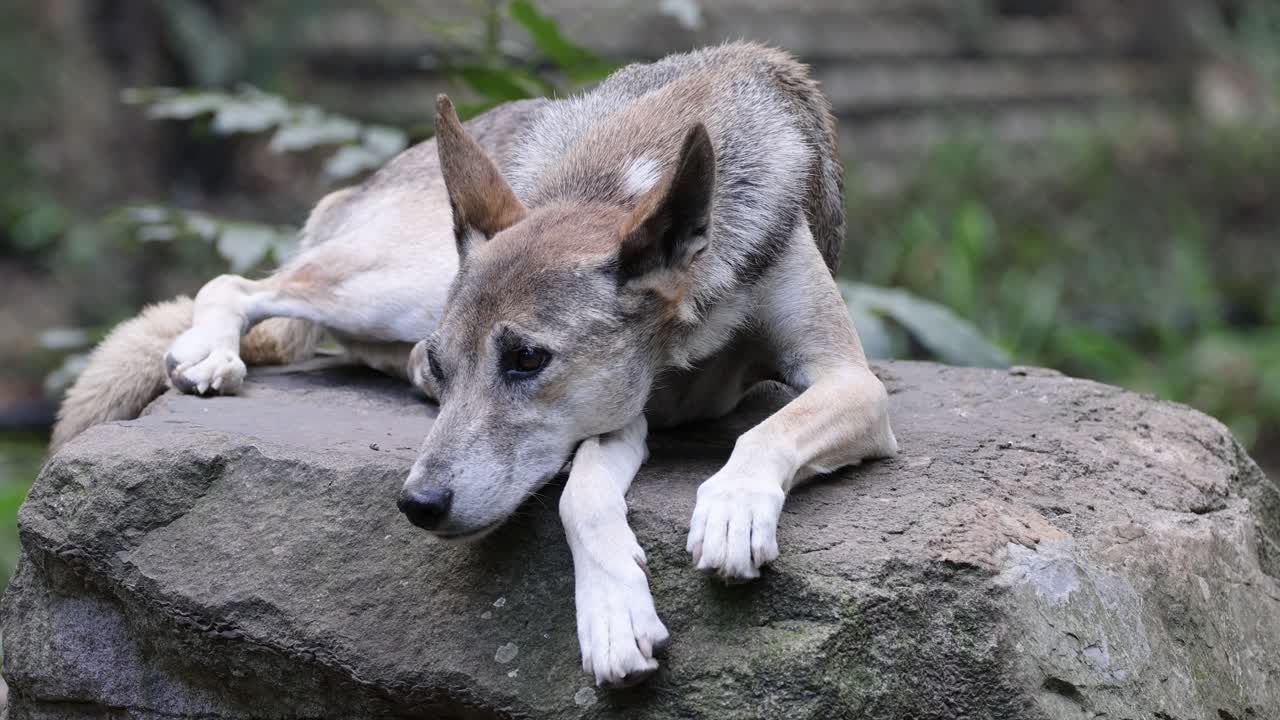 un dingo acostado en una piedra grande